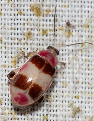 Asphaera discicollis