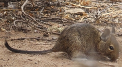 Octodon degus