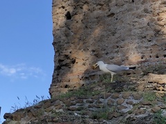 Larus michahellis
