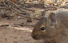 Octodon degus