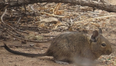 Octodon degus