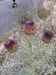 Cynara