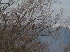 Buteo buteo