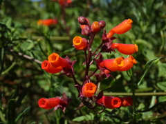 Eccremocarpus scaber