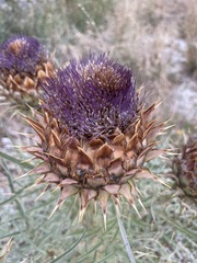 Cynara