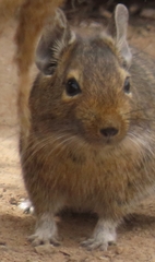 Octodon degus