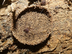 Quindina albomarginis