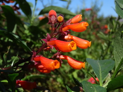 Eccremocarpus scaber