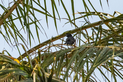 Bubalornis albirostris