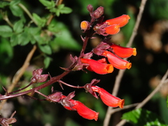 Eccremocarpus scaber