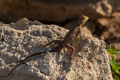 Agama agama