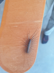 Scutigera