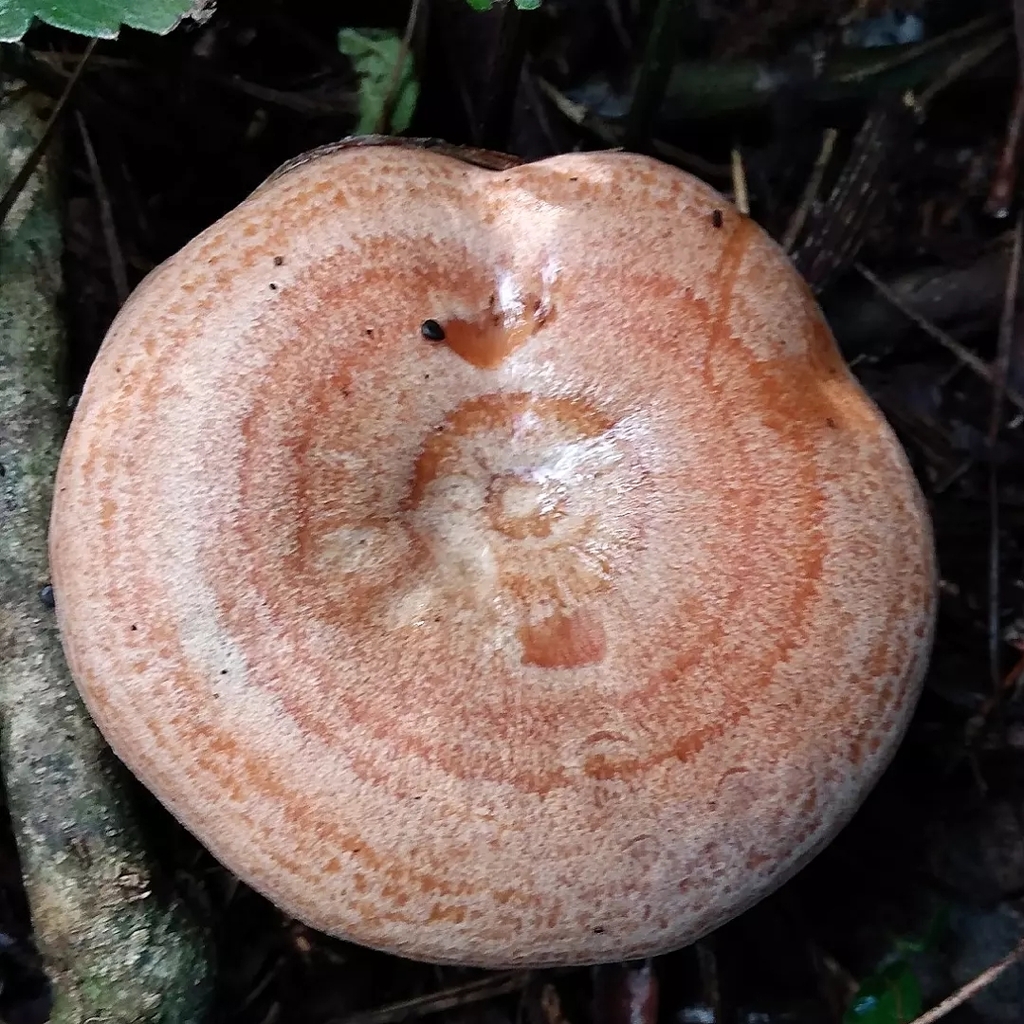 Lactarius quieticolor · May 2022 · photo: © lelacappelli (iNaturalist, cc0)
