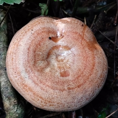 Lactarius quieticolor