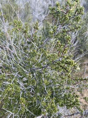 Adenostoma fasciculatum
