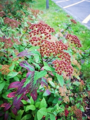 Filipendula × purpurea