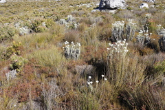 Erica multumbellifera