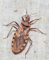 Panstrongylus geniculatus