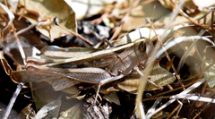 Rhammatocerus viatorius