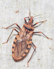 Panstrongylus geniculatus