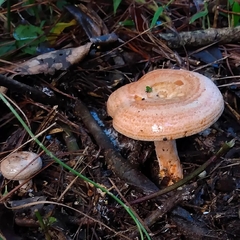 Lactarius quieticolor