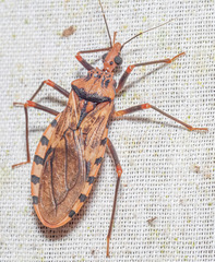Panstrongylus geniculatus