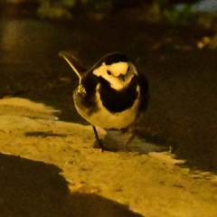 Motacilla alba yarrellii
