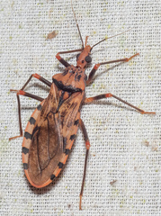 Panstrongylus geniculatus