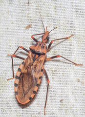 Panstrongylus geniculatus