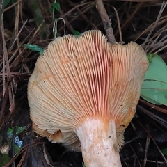 Lactarius quieticolor