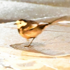 Motacilla alba yarrellii