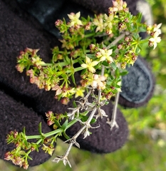 Galium nuttallii