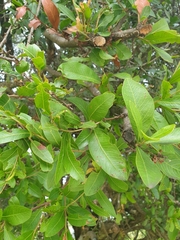 Alectryon subdentatus