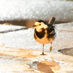Motacilla alba yarrellii