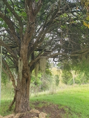 Alectryon subdentatus