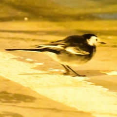 Motacilla alba yarrellii