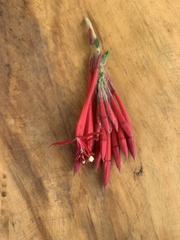Fuchsia boliviana