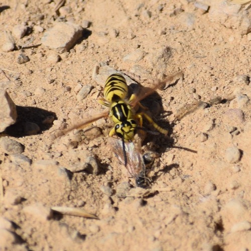 California Yellowjacket photo 3
