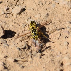 Vespula sulphurea