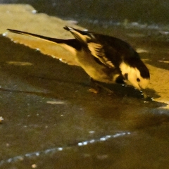 Motacilla alba yarrellii