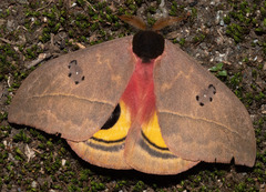 Automeris belti