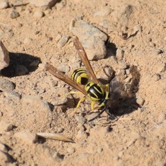 Vespula sulphurea