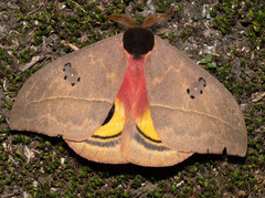 Automeris belti
