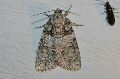 Acronicta
