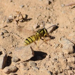 Vespula sulphurea