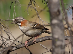 Zonotrichia capensis