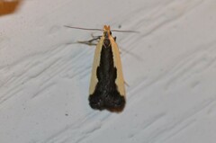 Dichomeris inserrata