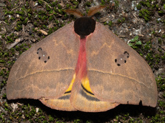 Automeris belti