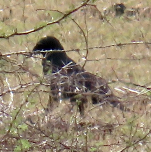 Cuban Palm Crow (Corvus minutus), photo 2