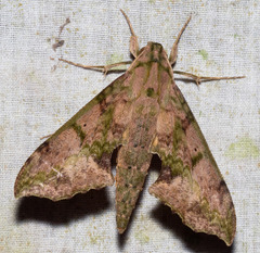 Xylophanes zurcheri